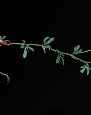 Fotografia 10 da espécie Lotus glaber no Jardim Botânico UTAD