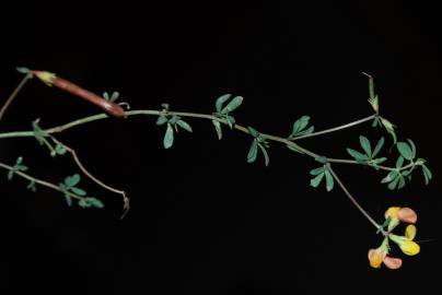 Fotografia da espécie Lotus glaber