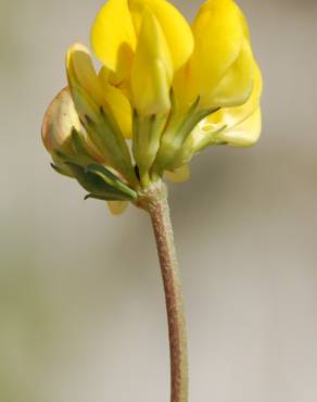 Fotografia 12 da espécie Lotus glaber no Jardim Botânico UTAD