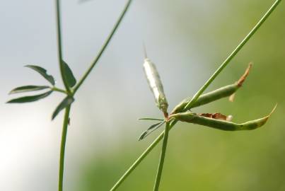 Fotografia da espécie Lotus glaber