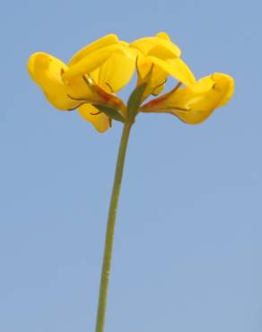 Fotografia 17 da espécie Lotus glaber no Jardim Botânico UTAD