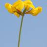 Fotografia 17 da espécie Lotus glaber do Jardim Botânico UTAD