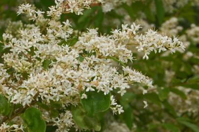 Fotografia da espécie Ligustrum vulgare