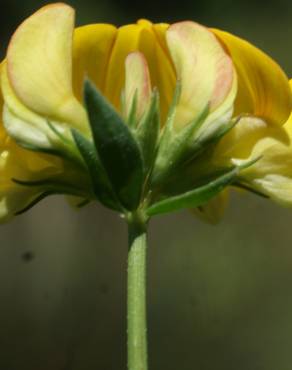 Fotografia 22 da espécie Lotus glaber no Jardim Botânico UTAD