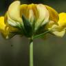 Fotografia 22 da espécie Lotus glaber do Jardim Botânico UTAD