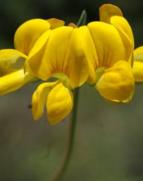 Fotografia 24 da espécie Lotus glaber no Jardim Botânico UTAD
