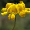 Fotografia 24 da espécie Lotus glaber do Jardim Botânico UTAD