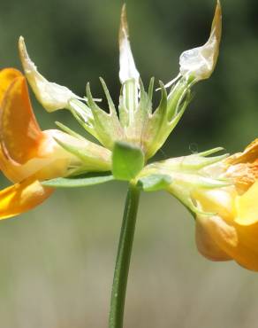Fotografia 25 da espécie Lotus glaber no Jardim Botânico UTAD