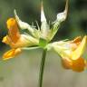 Fotografia 25 da espécie Lotus glaber do Jardim Botânico UTAD