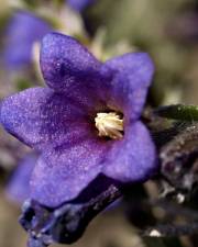 Fotografia da espécie Lithodora fruticosa