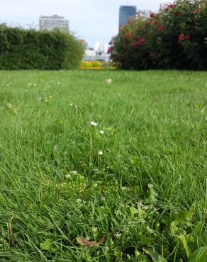 Fotografia 12 da espécie Apium repens no Jardim Botânico UTAD