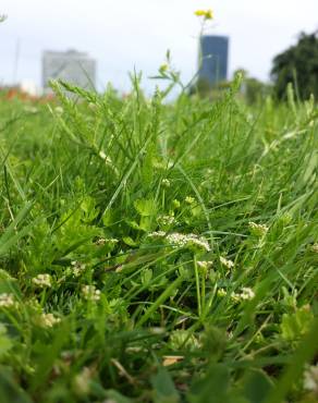 Fotografia 15 da espécie Apium repens no Jardim Botânico UTAD