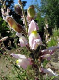 Fotografia da espécie Antirrhinum graniticum