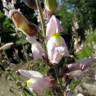 Fotografia 6 da espécie Antirrhinum graniticum do Jardim Botânico UTAD