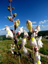 Fotografia da espécie Antirrhinum graniticum