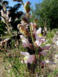 Fotografia da espécie Antirrhinum graniticum