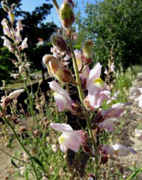 Fotografia 8 da espécie Antirrhinum graniticum no Jardim Botânico UTAD