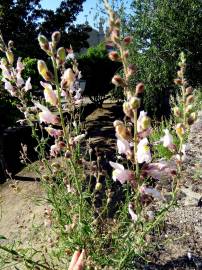 Fotografia da espécie Antirrhinum graniticum
