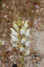 Fotografia da espécie Antirrhinum graniticum