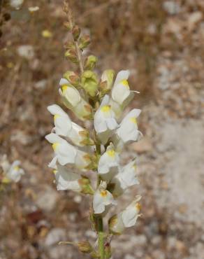 Fotografia 10 da espécie Antirrhinum graniticum no Jardim Botânico UTAD