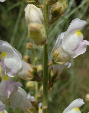 Fotografia 12 da espécie Antirrhinum graniticum no Jardim Botânico UTAD