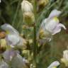 Fotografia 12 da espécie Antirrhinum graniticum do Jardim Botânico UTAD