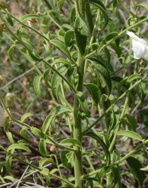 Fotografia 13 da espécie Antirrhinum graniticum no Jardim Botânico UTAD