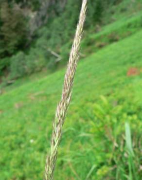 Fotografia 6 da espécie Calamagrostis arundinacea no Jardim Botânico UTAD