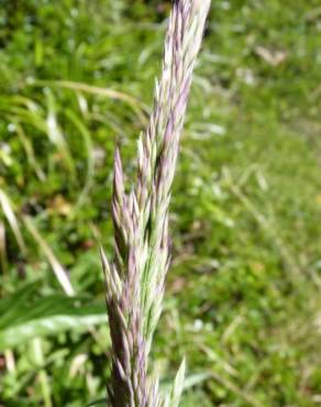 Fotografia 7 da espécie Calamagrostis arundinacea no Jardim Botânico UTAD