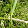 Fotografia 8 da espécie Calamagrostis arundinacea do Jardim Botânico UTAD