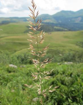 Fotografia 1 da espécie Calamagrostis arundinacea no Jardim Botânico UTAD