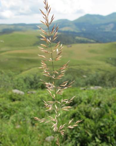 Fotografia de capa Calamagrostis arundinacea - do Jardim Botânico