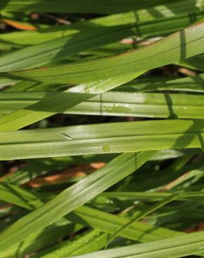 Fotografia 12 da espécie Calamagrostis arundinacea no Jardim Botânico UTAD