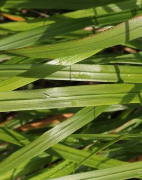 Fotografia 12 da espécie Calamagrostis arundinacea no Jardim Botânico UTAD