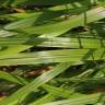 Fotografia 12 da espécie Calamagrostis arundinacea do Jardim Botânico UTAD