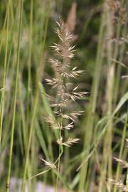 Fotografia da espécie Calamagrostis arundinacea