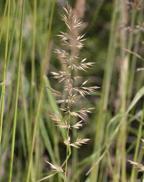 Fotografia 13 da espécie Calamagrostis arundinacea no Jardim Botânico UTAD