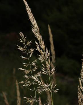 Fotografia 14 da espécie Calamagrostis arundinacea no Jardim Botânico UTAD