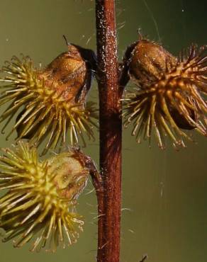 Fotografia 16 da espécie Agrimonia procera no Jardim Botânico UTAD