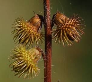 Fotografia da espécie Agrimonia procera