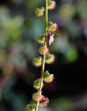 Fotografia 17 da espécie Agrimonia procera no Jardim Botânico UTAD