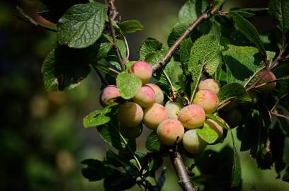 Fotografia da espécie Prunus insititia