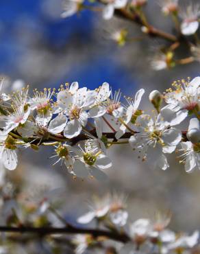 Fotografia 6 da espécie Prunus insititia no Jardim Botânico UTAD