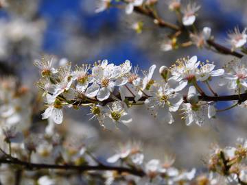 Fotografia da espécie Prunus insititia