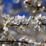 Fotografia 6 da espécie Prunus insititia do Jardim Botânico UTAD