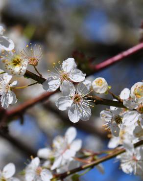 Fotografia 7 da espécie Prunus insititia no Jardim Botânico UTAD