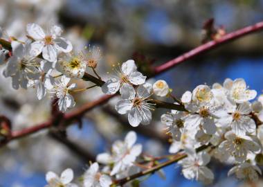 Fotografia da espécie Prunus insititia