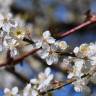 Fotografia 7 da espécie Prunus insititia do Jardim Botânico UTAD