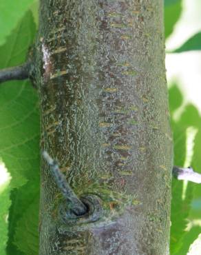 Fotografia 12 da espécie Prunus insititia no Jardim Botânico UTAD