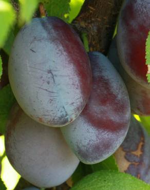 Fotografia 13 da espécie Prunus insititia no Jardim Botânico UTAD